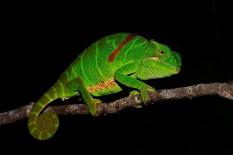 Furcifer timoni chameleon