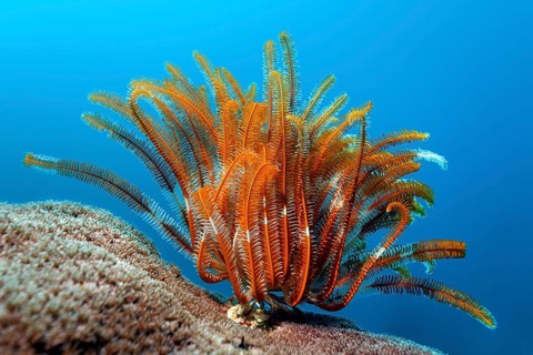 Feather Star (Crinoidea) on stone coral