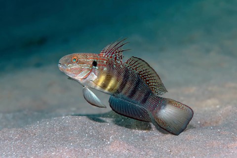 White-barred gobyl (Amblygobius phalaena)