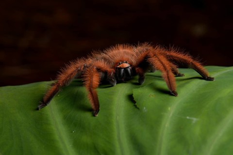 Giant crab spider (Megaloremmius leo)