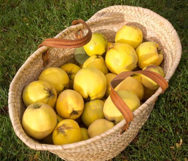 Wicker basket with freshly pear picked quince fruits ( (cydonia oblonga)