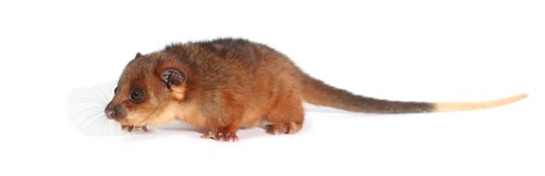 Common Ringtail Possum (Pseudocheirus peregrinus)