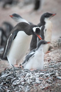 Gentoo Penguin (Pygoscelis papua) and chick at the nest