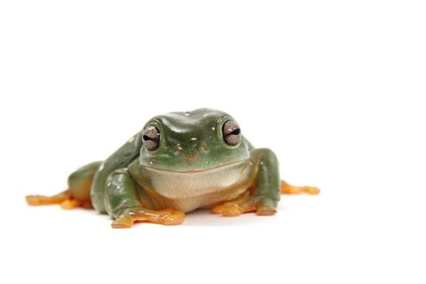 Dainty Green Tree Frog (Litoria gracilenta)