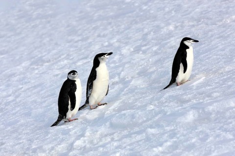 Chinstrap penguins (Pygoscelis antarctica)