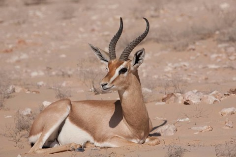 Arabian Oryx (Oryx leucoryx)