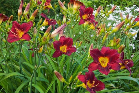 Burgundy and yellow 'Vintage Bordeaux' daylilies (Hemerocallis)