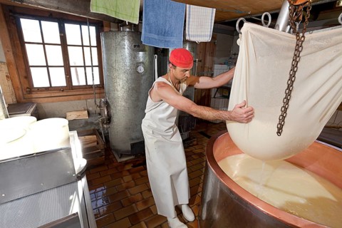 Dairyman raising the cloth with cottage cheese from the copper kettle to drain off the whey