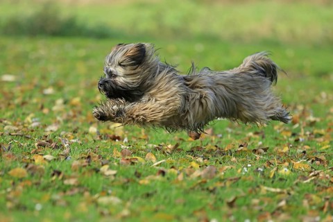 Lhasa Apso running