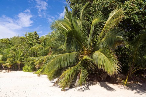Sandy beach with coconut trees