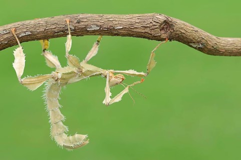 Giant Prickly Stick Insect (Extatosoma tiaratum)