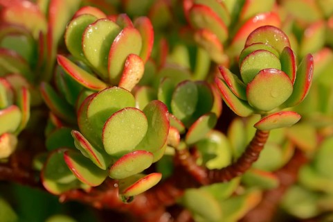 Silver Dollar Plant (Crassula arborescens)