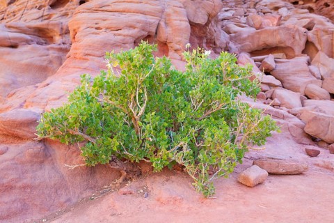 Common Myrtle plant (Myrtus communis)