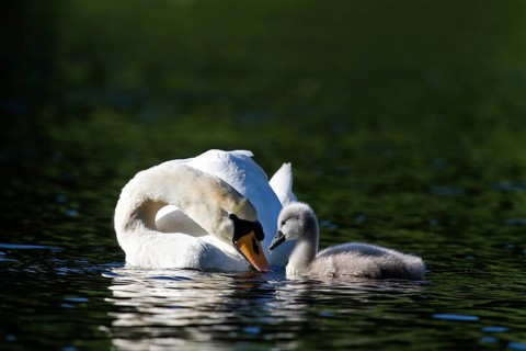 Mute Swan (Cygnus olor) with a cygnet