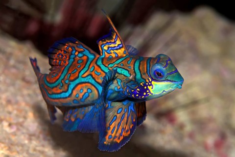 Mandarinfish or Mandarin Dragonet (Synchiropus splendidus)