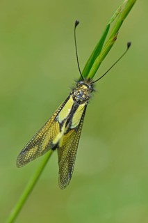 Owly Sulphur (Libelloides coccajus)