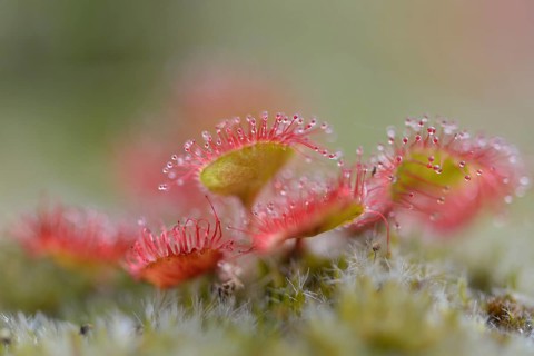 Sundew (Drosera rotundifolia)
