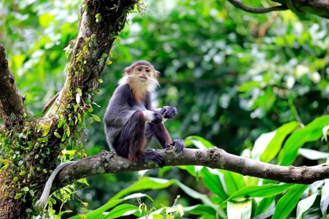 Red-shanked douc (Pygathrix nemaeus)