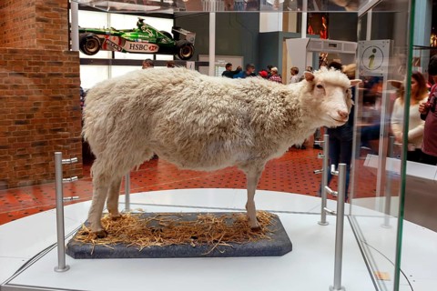 Sheep Dolly