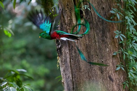 Resplendent quetzal (Pharomachrus mocinno)