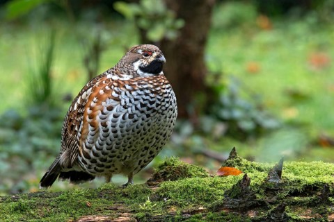 Hazel Grouse (Bonasa bonasia)