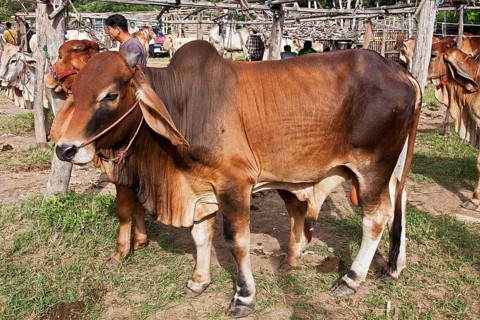 Brahman Cattle or Zebu Cattle (Bos primigenius indicus)