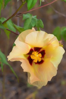 Galapagos Cotton (Gossypium barbadense var. darwinii)