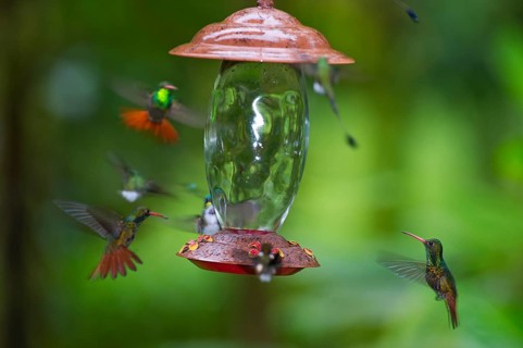 Rufous-tailed Hummingbird (Amazilia tzacatl) at feeder