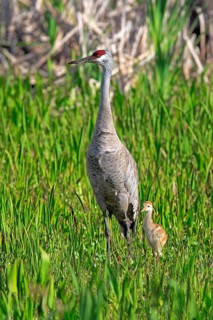 Sandhill Crane (Grus canadensis) with young