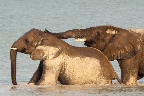 African elephants (Loxodonta africana) playfighting at the Namutoni water hole