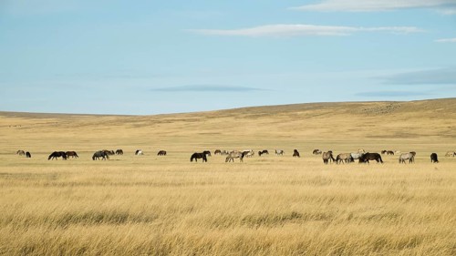 Horse herd in the steppe landscape