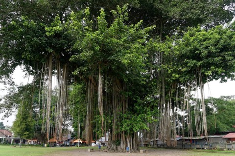 Giant Banyan Tree (Ficus benghalensis)