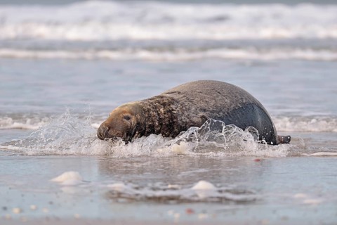 Grey Seal (Halichoerus grypus)