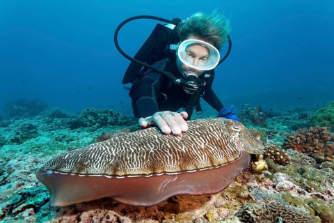 Diver touching a Broadclub Cuttlefish (Sepia latimanus)