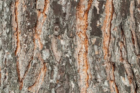 Bark of a pine tree (Pinius pinea)