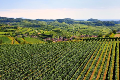 View of the vineyards and Oberbergen from the Mondhalde lookout