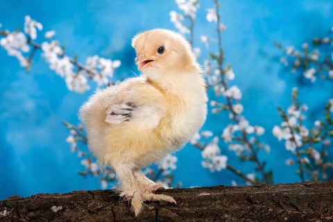 Domestic fowl chick