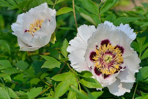 Tree Peony (Paeonia suffruticosa 'Joseph Rock')
