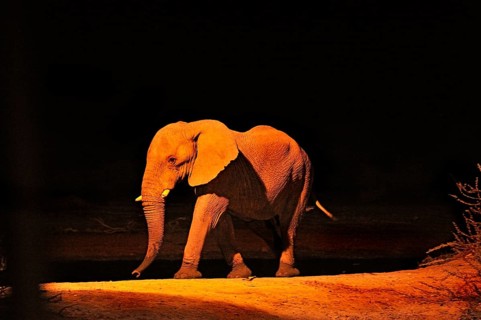 African Elephant (Loxodonta africana) at a waterhole in the evening