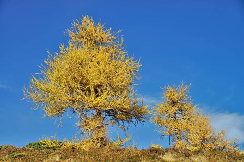 European Larch (Larix decidua)