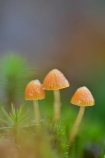 Fluffy-haired Conocybe (Conocybe digitalina)