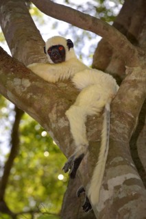 Van Der Decken's Sifaka (Propithecus deckenii)
