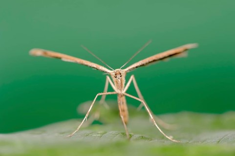 Rose Plume Moth (Cnaemidophorus rhododactyla)