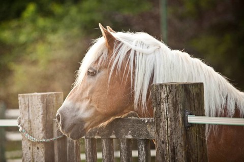 Gelding