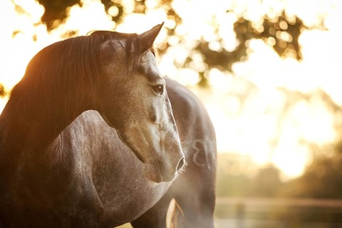 PRE gelding