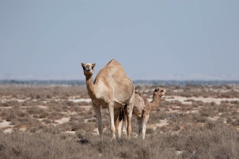 Dromedary or Arabian Camel (Camelus dromedarius) with a calf