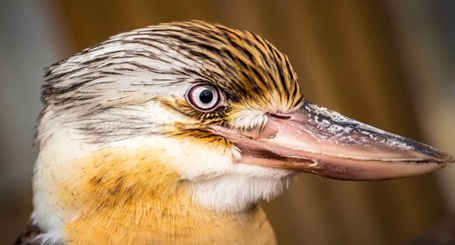 Laughing Kookaburra (Dacelo novaeguineae)