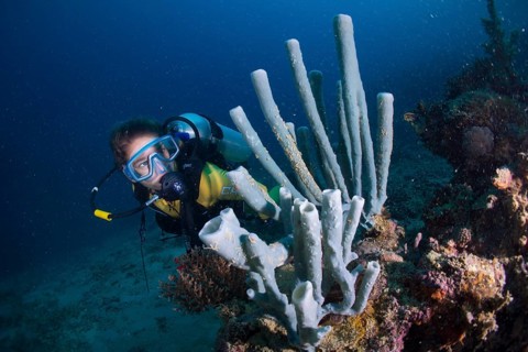 Scuba diver behind a Tube Sponge (Cribrochalina olemda)