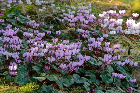 Eastern Sowbread or Cyclamen (Cyclamen coum)