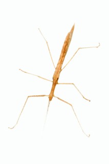 Pink Winged Stick Insect (Sipyloidea sipylus)